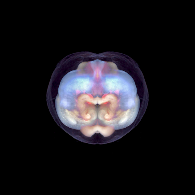 embryo2